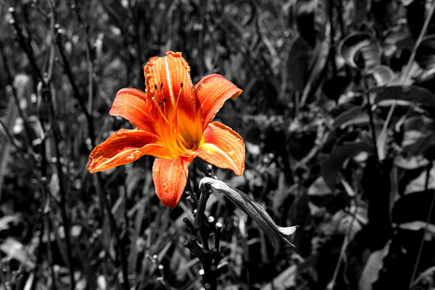 Shoshana_Like a colorful lily in a black and white world.